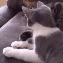 Cat Cuddle GIF - Cat Cuddle Hug GIFs