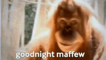 Maffew Gorilla GIF - Maffew Gorilla Goodnight GIFs