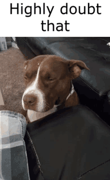 Highly Doubt That Dog GIF - Highly Doubt That Dog GIFs