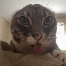 a close up of a cat with its tongue out .