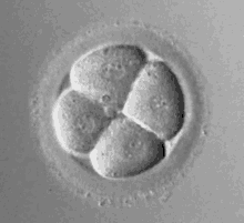 2cell Embryo GIF