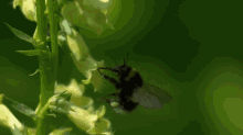 Flight Of The Bumblebee GIF - Bumble Bee Flight Slowmotion GIFs