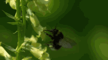 a bee is gathering nectar from a yellow flower