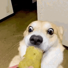a dog is eating a corn on the cob with a surprised look on its face .