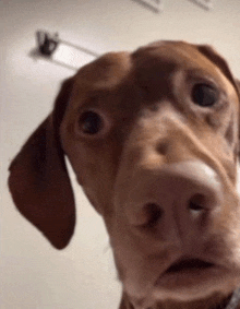 a close up of a brown dog 's face with a hook in the background