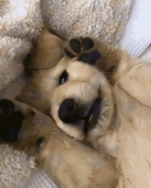 Dog Pet GIF - Dog Pet Cute GIFs