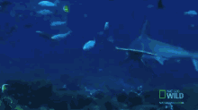Hammerhead Shark GIF - Hammerhead Shark Ocean GIFs