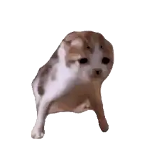 a dog with its mouth open is standing on its hind legs .
