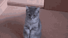 Cats Begging GIF - Cats Begging Please GIFs