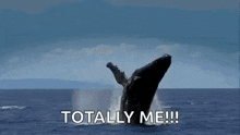 Mckinley Whale GIF