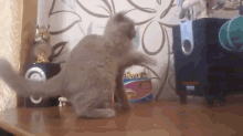 Cat Tries To Grab The Bass GIF - Cat Grab Bass GIFs
