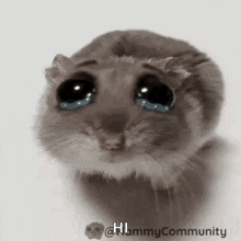 a hamster with big eyes is crying with tears running down its face .