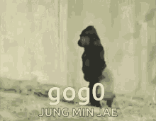 Gog0 Monkey GIF