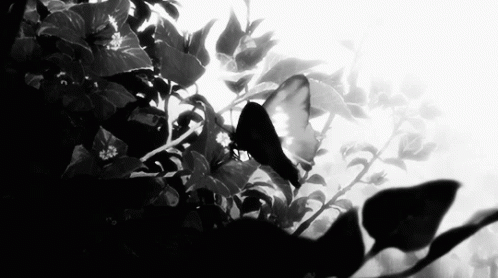 Reborn butterfly [Libre] Blackandwhite-butterfly