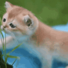 Kitten Cat GIF - Kitten Cat GIFs