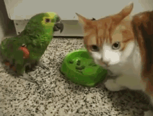 Get Your Own! GIF - Cat Parrot Bird GIFs