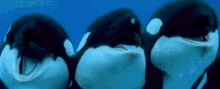 Funny Animals Killer Whales GIF - Funny Animals Killer Whales Laughing GIFs