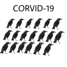 Meme Crow GIF - Meme Crow Black Bird GIFs