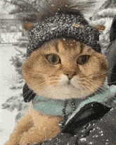 Winter Cat Happy Winter GIF - Winter Cat Happy Winter Winter GIFs