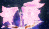 a close up of two pink flowers against a dark blue background