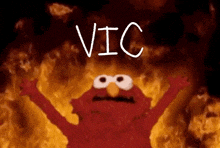 Vic Elmo GIF