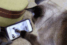 Cat Phone GIF - Cat Phone GIFs