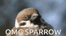 Sparrow Lee Lore GIF - Sparrow Lee Lore Friend Fan Club GIFs