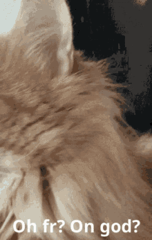 Hobbes Dylons Cat GIF - Hobbes Dylons Cat On God GIFs