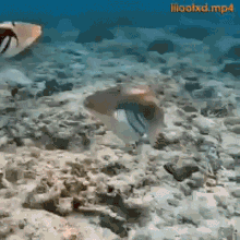 Fishy Kissing GIF - Fishy Kissing Camera GIFs