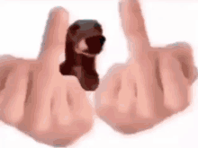 Dog Middle Finger GIF - Dog Middle Finger Meme GIFs