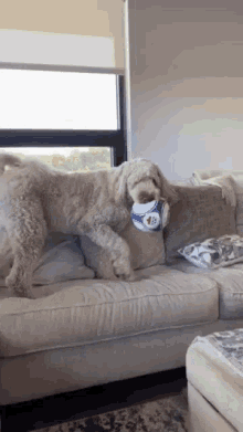 a dog is playing with a soccer ball on a white couch