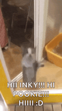 Cat Cat Jumping GIF - Cat Cat Jumping Cat Excited GIFs