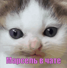 a close up of a cat 's face with the word marcell in pink letters