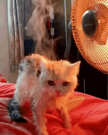 Steam Cat GIF - Steam Cat Cooking GIFs