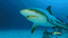 Underwater Seagrass And The Ecosystem GIF - Underwater Seagrass And The Ecosystem When Sharks Attack GIFs