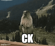 a ground squirrel standing on its hind legs with the word ck on it