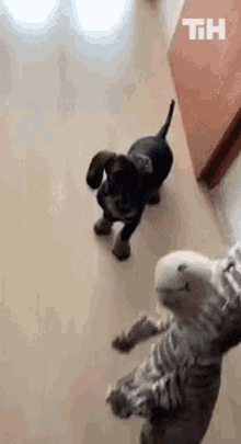 Dog Jump This Is Happening GIF