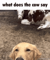 a picture of a dog with the words what does the cow say on the bottom