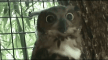 Medo Medo Medo Medo GIF - Owl Big Eye GIFs
