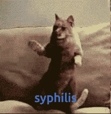 Syphilis Cat GIF - Syphilis Cat GIFs
