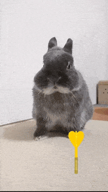 a rabbit is sitting on the floor with a yellow heart shaped dart in front of it