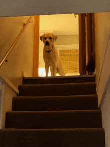 a dog sitting on a set of stairs looking down