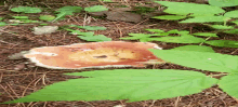 Mushroom Tap Tap GIF - Mushroom Tap Tap GIFs