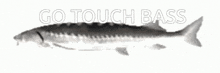 Go Touch Bass GIF - Go Touch Bass GIFs