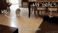 Dog Couch GIF