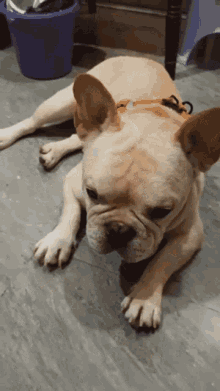 a french bulldog is laying down on the floor with a purple bucket in the background