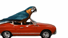 driving bird