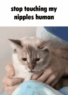 Cat Nipples GIF - Cat Nipples Human GIFs