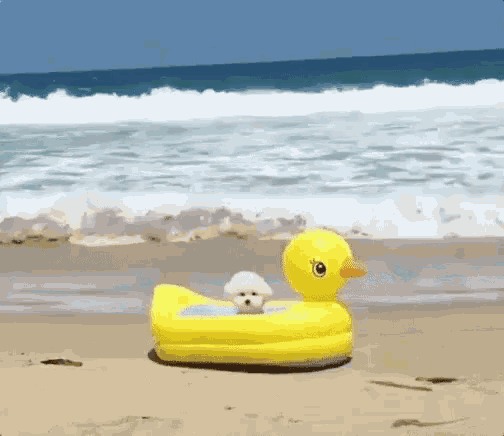 Waiting For Summer GIF - Dogs Rubber Ducky Cute Animals - Discover ...