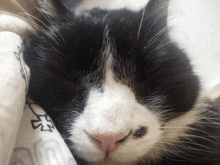 a close up of a black and white cat sleeping on a blanket